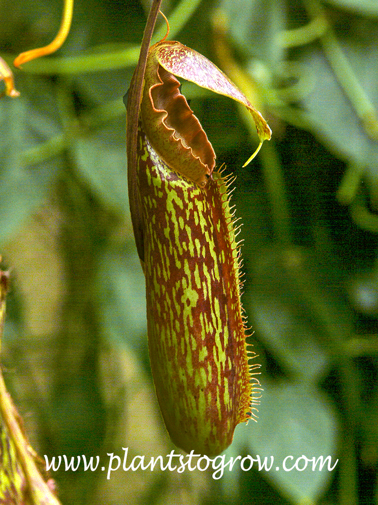 (Nepenthes maxima)